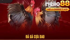 Tổng Quan Về Đá Gà Cựa Dao Tại HELLO88