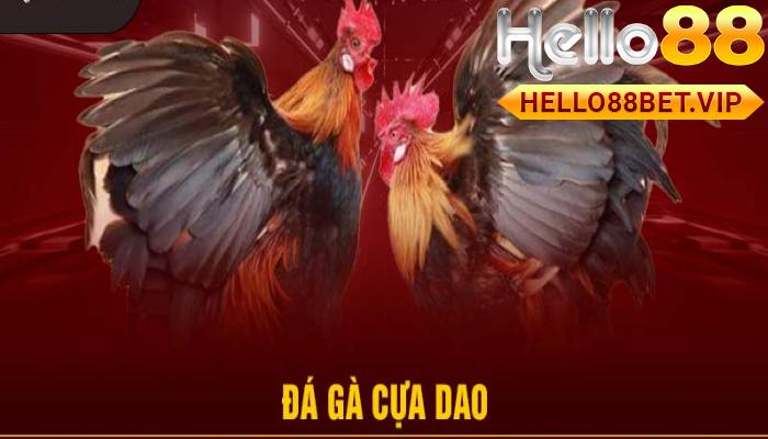 Tất Tần Tật Về Đá Gà Cựa Dao Tại HELLO88