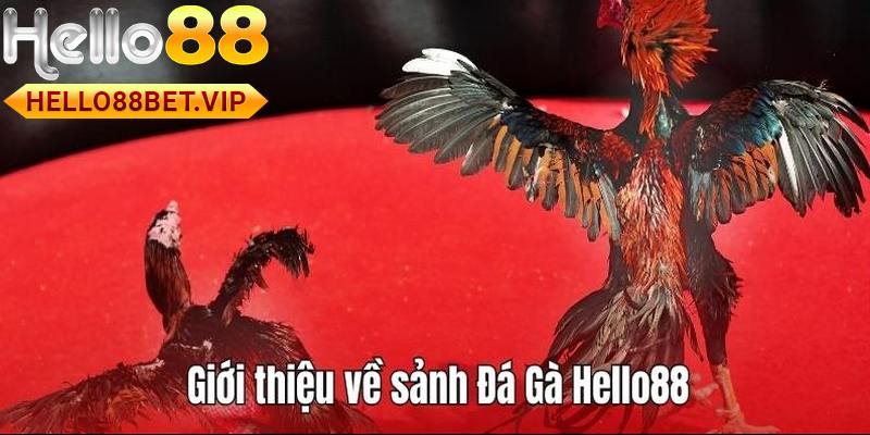 Giới thiệu về sảnh Đá Gà tại HELLO88