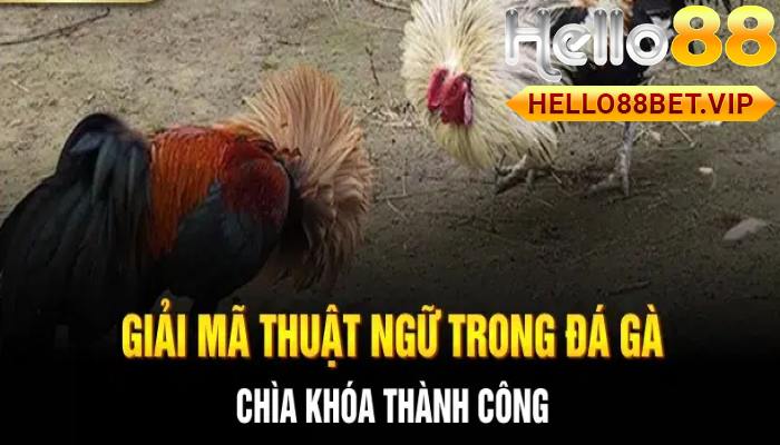 Thuật Ngữ Đá Gà: Hướng Dẫn Chi Tiết Cho Người Mới Bắt Đầu